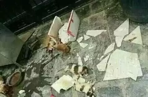 心碎!流浪狗媽媽一定後悔了、知錯了,後悔不該對小女孩作出那樣的動作,導致一家慘劇的發生