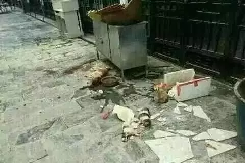 心碎!流浪狗媽媽一定後悔了、知錯了,後悔不該對小女孩作出那樣的動作,導致一家慘劇的發生
