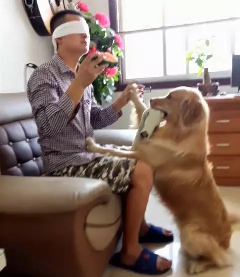 黃金獵犬忠心護主看到小主人遇到危險第一時間飛奔到汽車前,用瘦弱的身軀攔住汽車,感人QQ