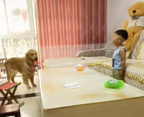 黃金獵犬忠心護主看到小主人遇到危險第一時間飛奔到汽車前,用瘦弱的身軀攔住汽車,感人QQ