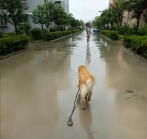 黃金獵犬忠心護主看到小主人遇到危險第一時間飛奔到汽車前,用瘦弱的身軀攔住汽車,感人QQ