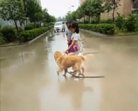 黃金獵犬忠心護主看到小主人遇到危險第一時間飛奔到汽車前,用瘦弱的身軀攔住汽車,感人QQ