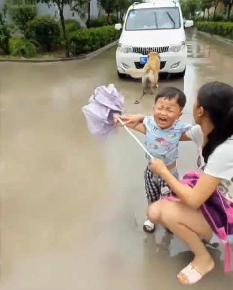 黃金獵犬忠心護主看到小主人遇到危險第一時間飛奔到汽車前,用瘦弱的身軀攔住汽車,感人QQ