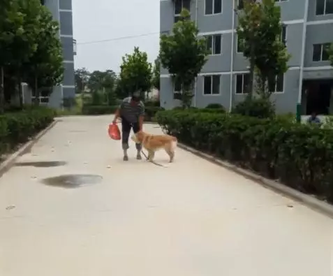 黃金獵犬忠心護主看到小主人遇到危險第一時間飛奔到汽車前,用瘦弱的身軀攔住汽車,感人QQ