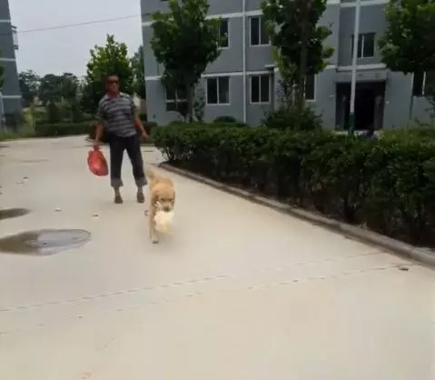 黃金獵犬忠心護主看到小主人遇到危險第一時間飛奔到汽車前,用瘦弱的身軀攔住汽車,感人QQ