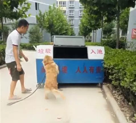 黃金獵犬忠心護主看到小主人遇到危險第一時間飛奔到汽車前,用瘦弱的身軀攔住汽車,感人QQ