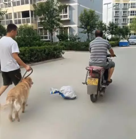 黃金獵犬忠心護主看到小主人遇到危險第一時間飛奔到汽車前,用瘦弱的身軀攔住汽車,感人QQ