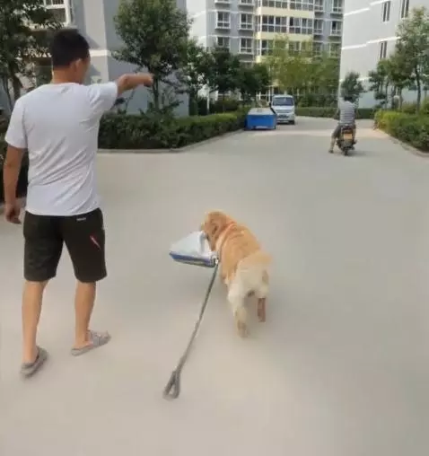 黃金獵犬忠心護主看到小主人遇到危險第一時間飛奔到汽車前,用瘦弱的身軀攔住汽車,感人QQ