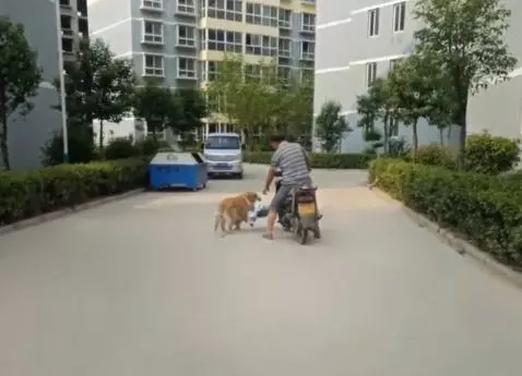黃金獵犬忠心護主看到小主人遇到危險第一時間飛奔到汽車前,用瘦弱的身軀攔住汽車,感人QQ