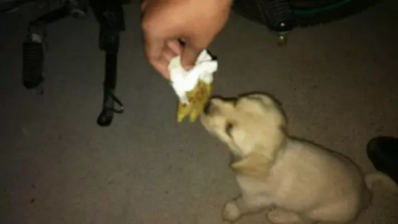 晚上回家發現流浪小奶狗被人欺負,半夜小傢伙蜷縮角落一直發抖,最有愛的是男子怕狗狗丟了竟然親自動手給狗狗做了這個好東西
