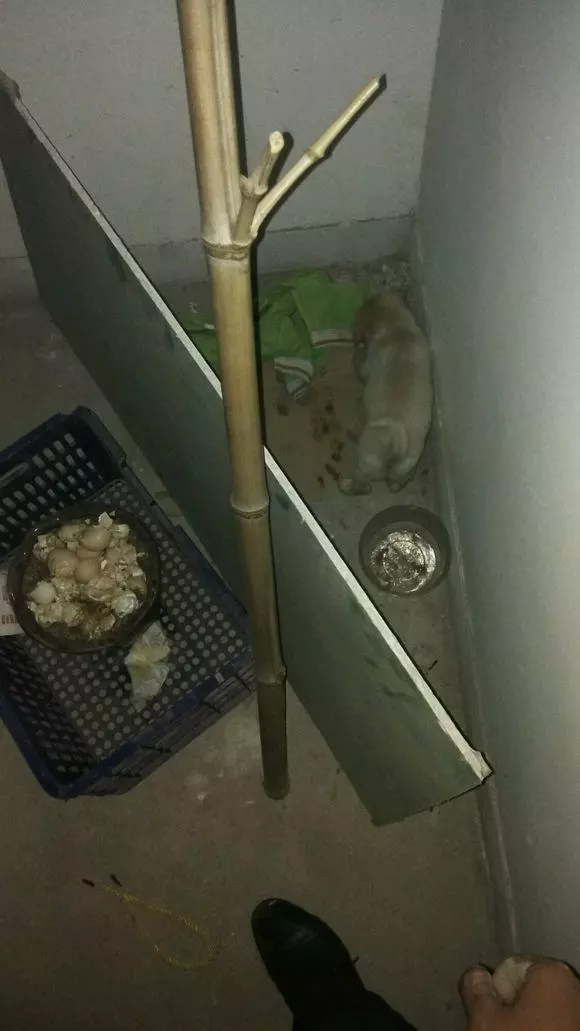 晚上回家發現流浪小奶狗被人欺負,半夜小傢伙蜷縮角落一直發抖,最有愛的是男子怕狗狗丟了竟然親自動手給狗狗做了這個好東西
