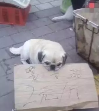 流浪狗為了生存賴在水果攤不走,阿姨好心將其收養,沒想到狗狗竟做出這樣的方式回報主人