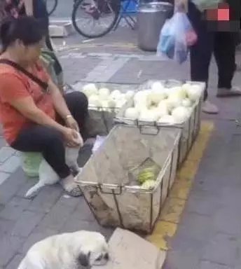 流浪狗為了生存賴在水果攤不走,阿姨好心將其收養,沒想到狗狗竟做出這樣的方式回報主人