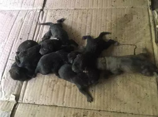 淚目!流浪狗媽媽冒死生下9隻小狗,好心人:安心走吧!我會照顧好它們的!