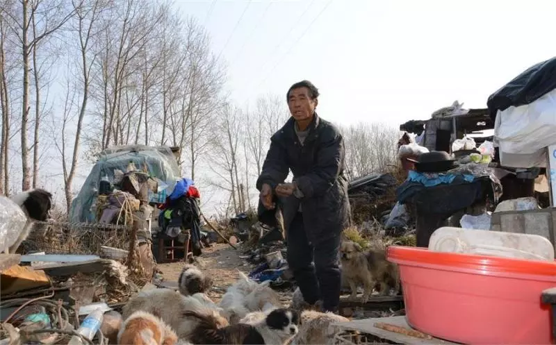 六旬流浪老人與46隻流浪狗,同住一車同用一鍋,拒絕捐款靠自己