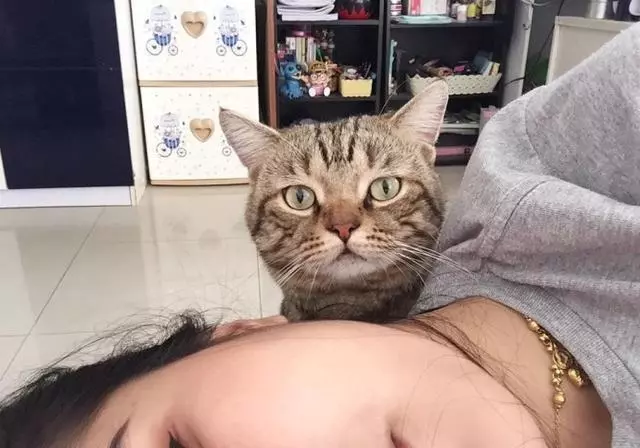 貓看到主人在睡覺後,偷偷伸出了它的貓爪,沒想到結局感人