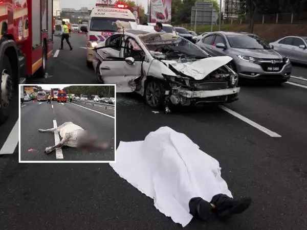 轎車撞路中央牛隻日男上班途中送命
