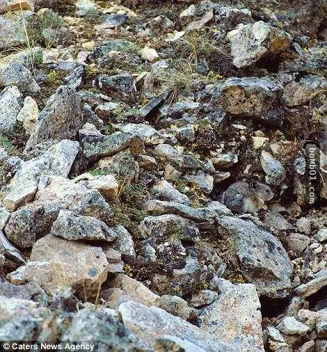 這18張看似自然風景的照片,其實每張裡面都隱藏了一隻動物,你能夠全部找到出來嗎?