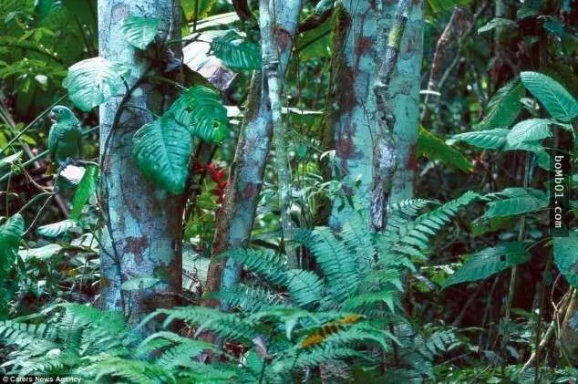 這18張看似自然風景的照片,其實每張裡面都隱藏了一隻動物,你能夠全部找到出來嗎?