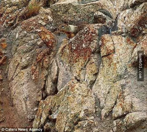 這18張看似自然風景的照片,其實每張裡面都隱藏了一隻動物,你能夠全部找到出來嗎?