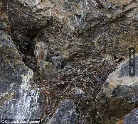 這18張看似自然風景的照片,其實每張裡面都隱藏了一隻動物,你能夠全部找到出來嗎?