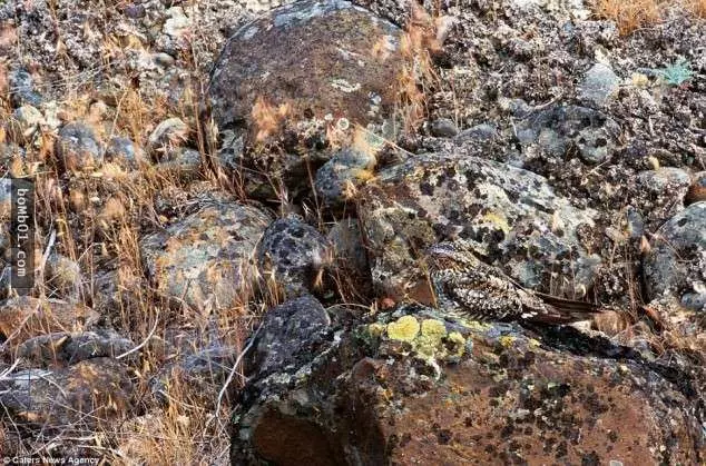 這18張看似自然風景的照片,其實每張裡面都隱藏了一隻動物,你能夠全部找到出來嗎?