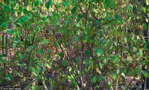 這18張看似自然風景的照片,其實每張裡面都隱藏了一隻動物,你能夠全部找到出來嗎?