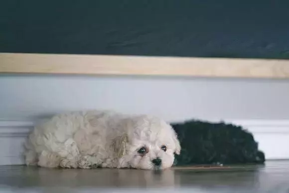 泰迪在喂小狗,主人看到白色的奇怪物體,湊近一看卻樂出豬聲