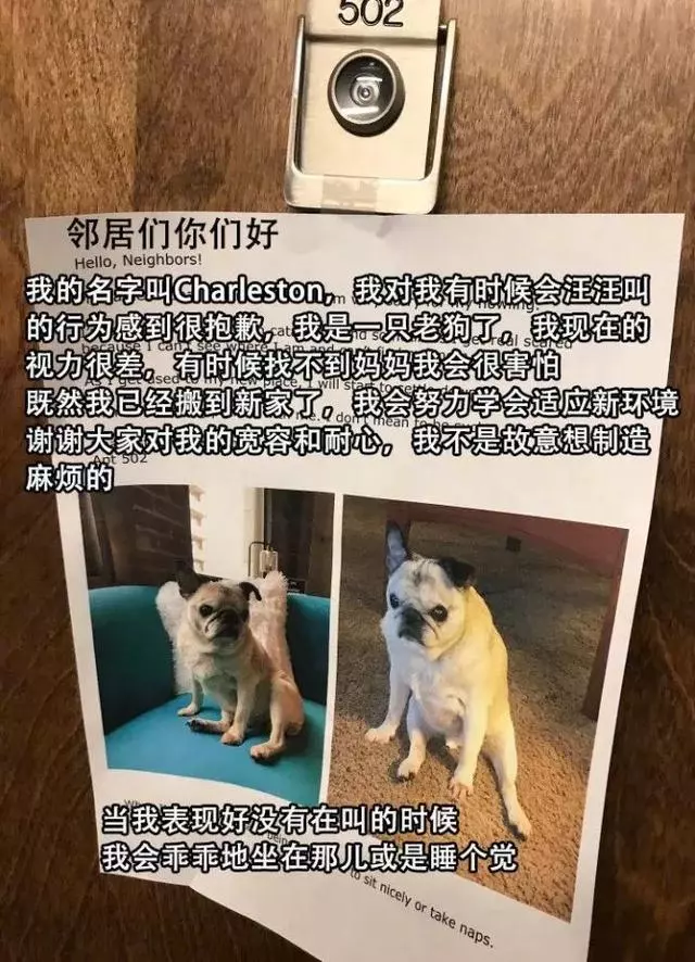 一張老年犬的道歉信,引來了無數網友的轉發和點贊