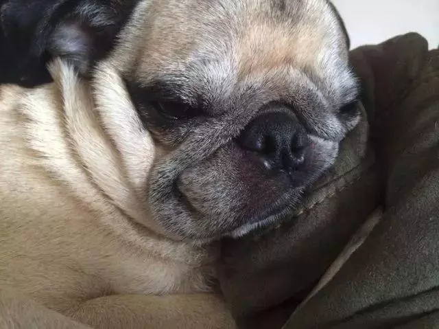 一張老年犬的道歉信,引來了無數網友的轉發和點贊