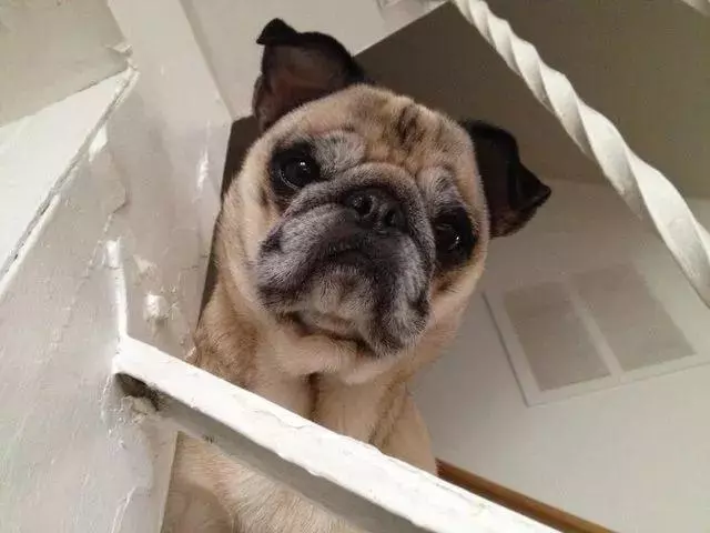 一張老年犬的道歉信,引來了無數網友的轉發和點贊