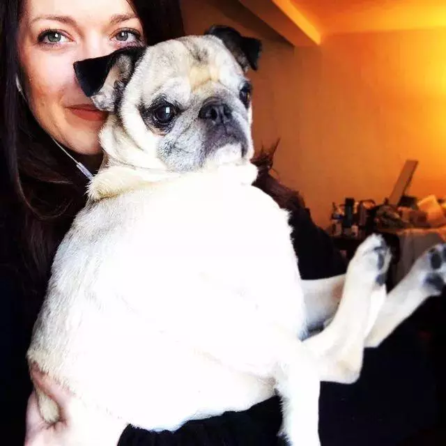 一張老年犬的道歉信,引來了無數網友的轉發和點贊