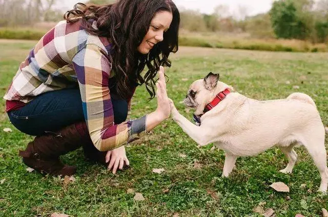 一張老年犬的道歉信,引來了無數網友的轉發和點贊