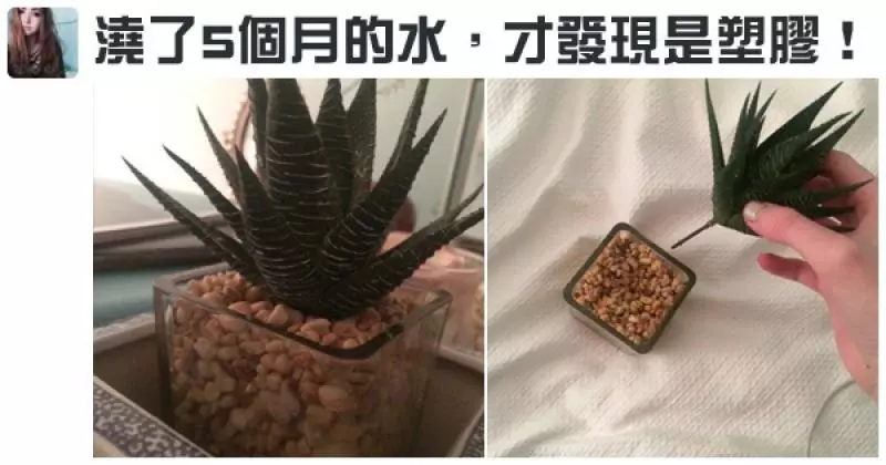 27張不管看幾次「都會害人笑得像瘋子一樣」的超有爆點畫面