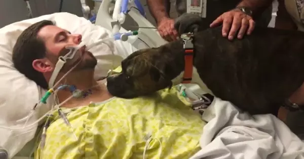 病房破例把狗狗帶來跟飼主「說再見」,它在病床旁的表情,讓人看了就心疼不已QQ