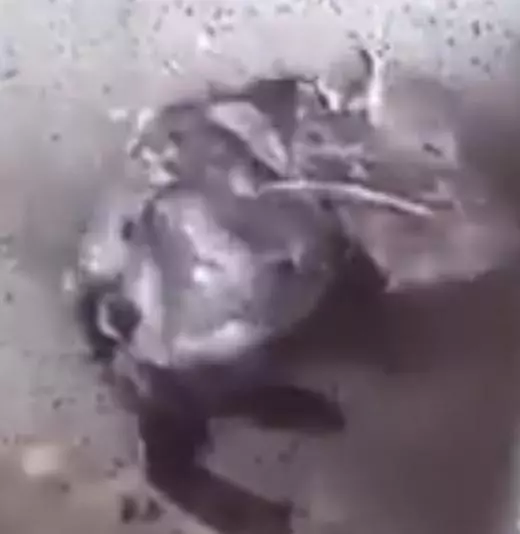 超大灰鼠站在浴室排水孔前「搓泡沫洗腋下」超愛乾淨!但專家卻心痛爆料「洗澡真相」:它很痛苦!