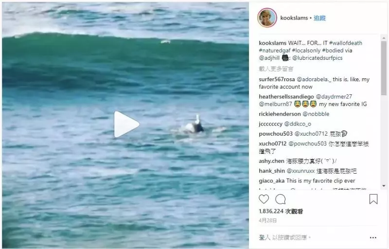 五告衰!衝浪遇到「海豚小P孩」 嗨跳直接「全壘打」:唉唉借過一下啦~