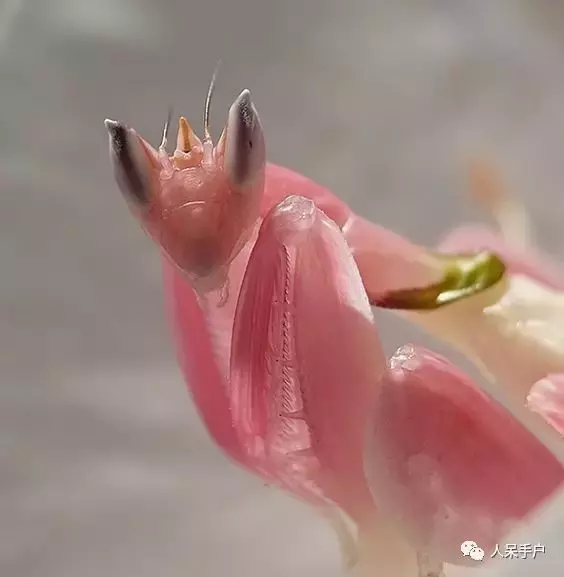 一輩子難得一見的昆蟲美人,驚艷你的眼