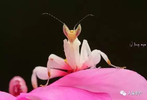 一輩子難得一見的昆蟲美人,驚艷你的眼