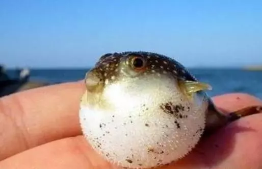 男子在海邊撿到一條怪魚,下一秒小魚瞬間變「青蛙」,太神奇了!