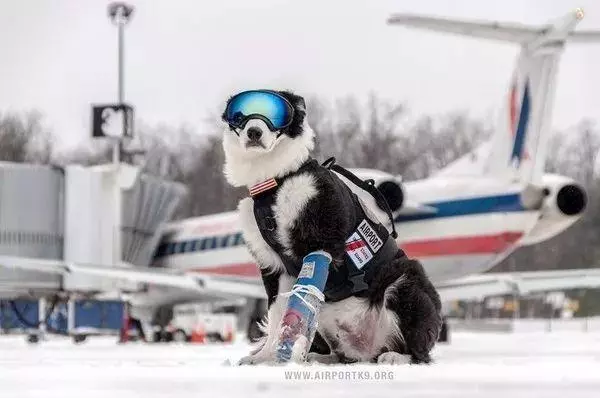 機場英雄犬離世……它一生驅逐8千隻鳥,離開前一天仍在跑道工作…