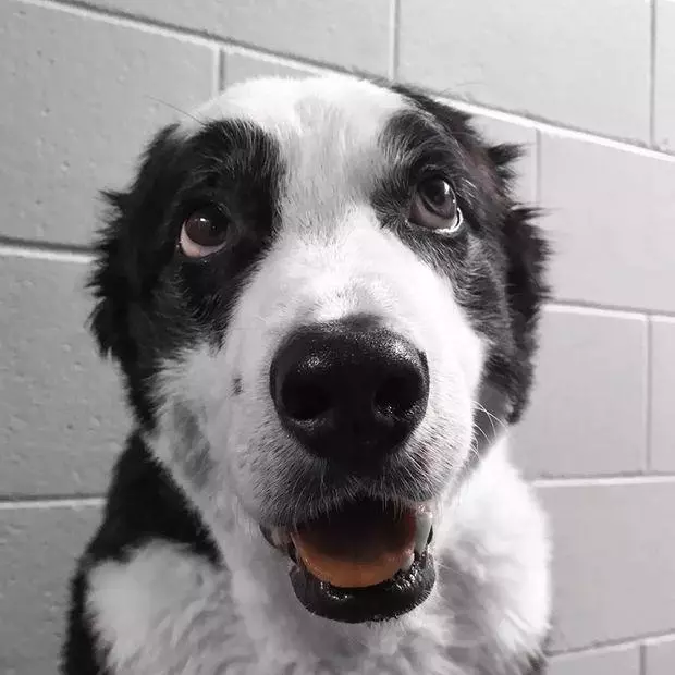 機場英雄犬離世……它一生驅逐8千隻鳥,離開前一天仍在跑道工作…