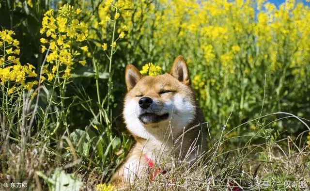 盤點全世界最忠心的10種狗狗,中華田園犬排第幾,你敢信嗎?