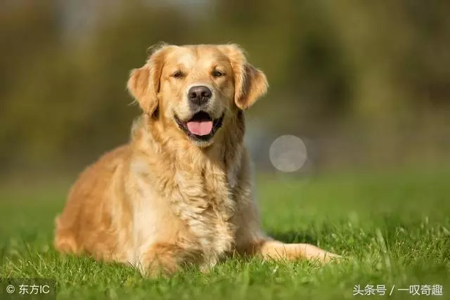 盤點全世界最忠心的10種狗狗,中華田園犬排第幾,你敢信嗎?