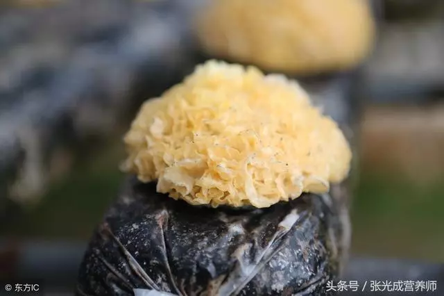 銀耳——古人的養生奢侈品,可惜今人卻不知它另有妙用