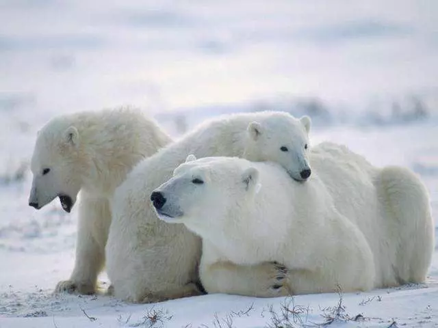 國外的奇聞怪事,寧願病危動物餓死也不救,是假慈悲還是自然法則