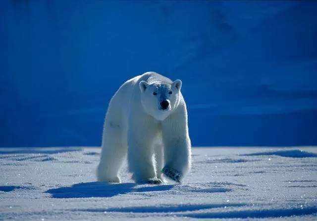 國外的奇聞怪事,寧願病危動物餓死也不救,是假慈悲還是自然法則