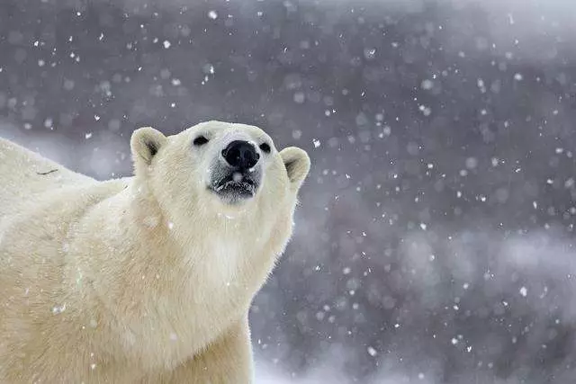 國外的奇聞怪事,寧願病危動物餓死也不救,是假慈悲還是自然法則