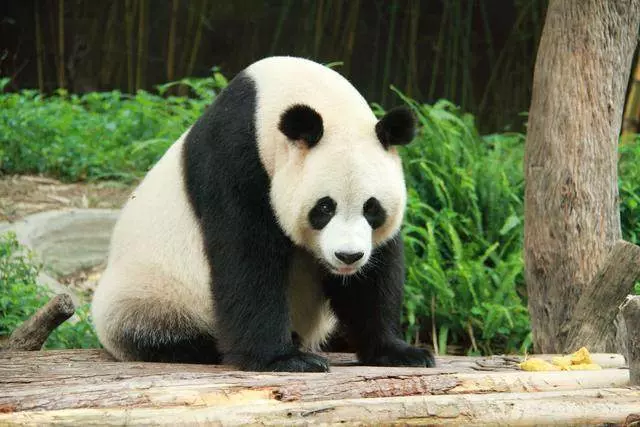 國外的奇聞怪事,寧願病危動物餓死也不救,是假慈悲還是自然法則