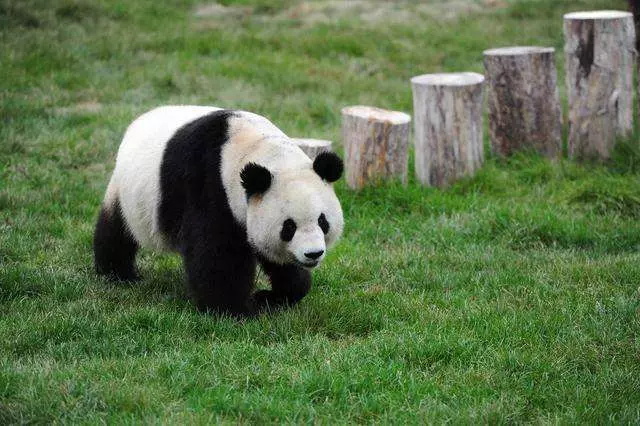 國外的奇聞怪事,寧願病危動物餓死也不救,是假慈悲還是自然法則